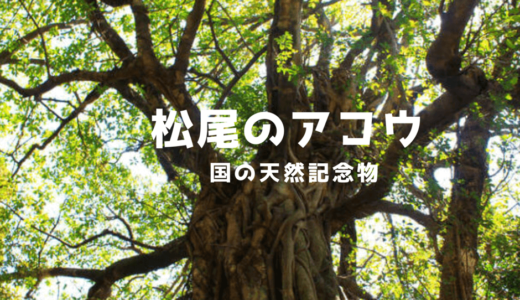 高知 土佐清水にある松尾のアコウの木【国の天然記念物】