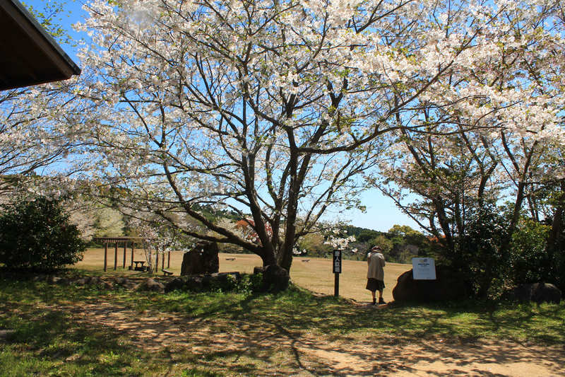 唐人駄場遺跡の桜