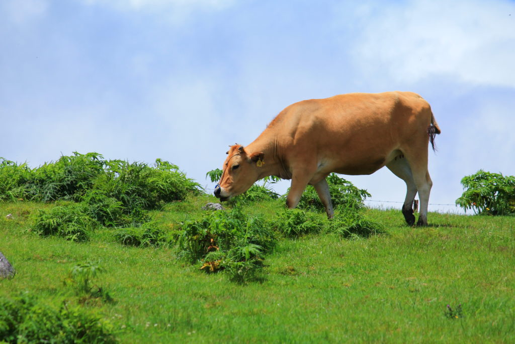 四国カルストでのんびり草を食べる牛