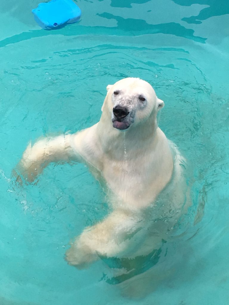 釧路動物園のしろくま:キロル