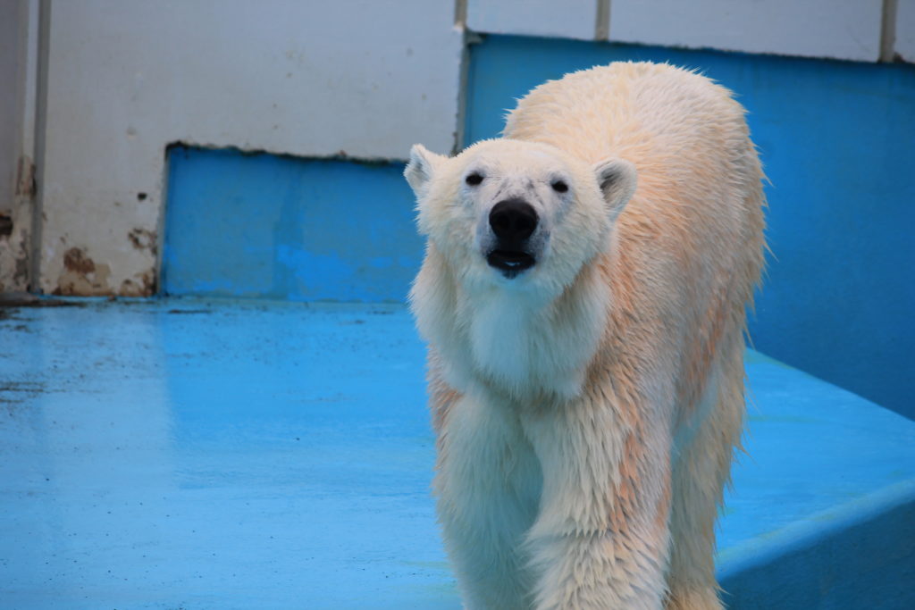釧路動物園のしろくま:ミルク