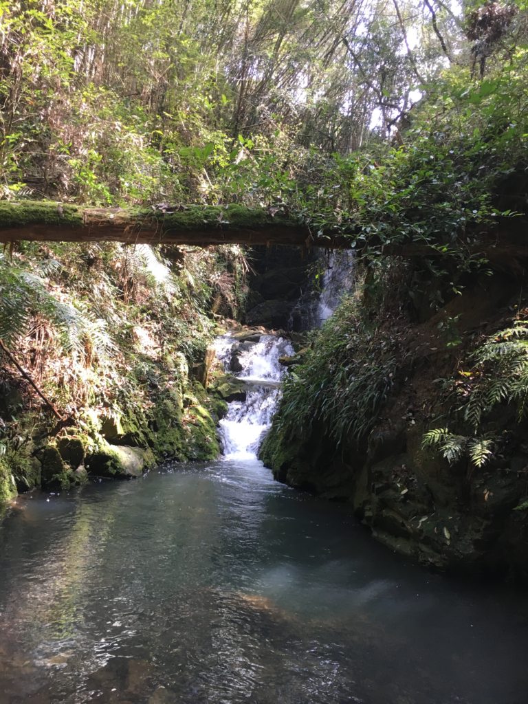 伊尾木洞の滝
