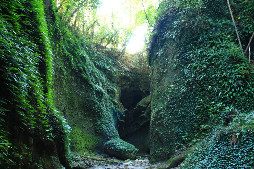 伊尾木洞緑の風景