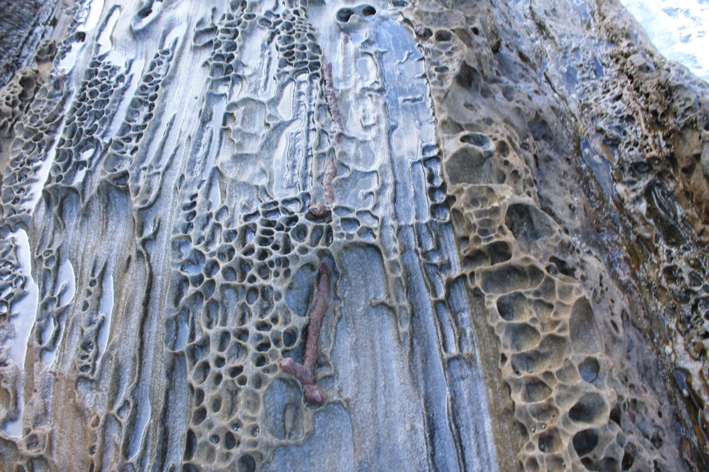 竜串見残し海岸:生痕化石
