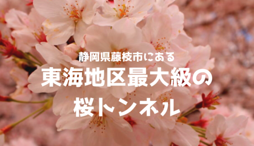藤枝市の桜トンネルは東海地区最大級！お花見におすすめ